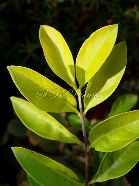  Leaves (Adaxial View)